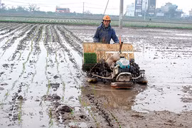 Ruộng đất manh mún hiện được xem như nguyên nhân lớn nhất cản trở sức sản xuất nông nghiệp. Ảnh: UBND Huyện Kiến Xương - Thái Bình