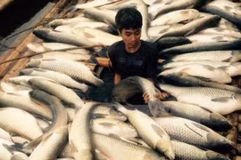 Thực hư thông tin cá chết hàng loạt ở Lý Sơn do bị đầu độc
