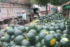 Ùn tắc hàng nông sản tại Lạng Sơn có thể kéo dài sang tháng 5