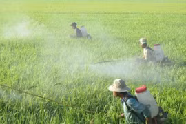 Việc lạm dụng thuốc trừ sâu, hóa chất bảo vệ thực vật và sử dụng không đúng quy trình đang gây ô nhiễm nghiêm trọng không chỉ nông sản mà còn đối với môi trường. Ảnh: PV
