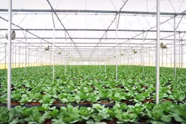Cánh đồng rau sạch 500 ha của tỷ phú Phạm Nhật Vượng
