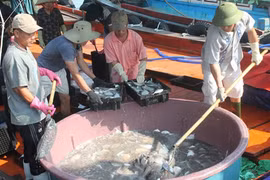 Cấp phát gạo dự trữ cho người dân bị ảnh hưởng do cá chết bất thường
