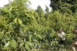 “Chưa đủ căn cứ phê duyệt quy hoạch phát triển mắc ca“