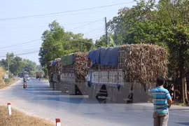 Một “cò canh đường” đang gọi báo động cho các tài xế xe chở mía trên đường Trần Văn Trà (địa phận xã Bình Minh, thành phố Tây Ninh ). (Ảnh: Thanh Tân/TTXVN)