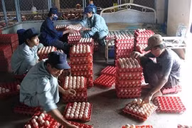 Nhiều bộ, ngành cùng quản một quả trứng nhưng lại thiếu sự thống nhất khiến doanh nghiệp gặp khó khăn.