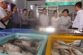 Trưởng Ban Quản lý An toàn thực phẩm TP HCM kiểm tra, khảo sát thủy, hải sản tại tỉnh Bình Thuận