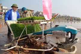 Bí thư Thành ủy Hà Nội Hoàng Trung Hải đi cấy cùng nông dân (Ảnh Vnexpress)