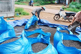 Đề phòng thương lái Trung Quốc làm rối loạn thị trường hồ tiêu