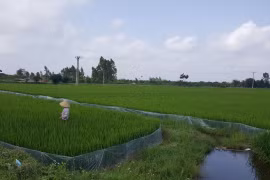 Ruộng đất được phân chia bình quân là đặc trưng của quản lý đất đai tại nông thôn Việt Nam. Ảnh: Quốc Dũng.