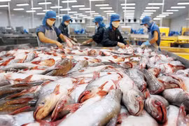 'Thòng lọng' mới đe dọa cá tra Việt