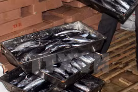 Cá nục bị nhiễm phenol trong kho lạnh của bà Lê Thị Thuộc, Thị trấn Cửa Tùng, Quảng Trị. (Ảnh: Thanh Thủy/TTXVN)