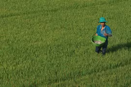 Nông dân tỉnh An Giang bón phân cho lúa Ảnh: THỐT NỐT