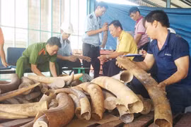 Một vụ bắt giữ buôn lậu ngà voi. Ảnh: CAND