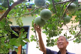 Nguyên Phó thủ tướng Trương Vĩnh Trọng. Ảnh Vnexpress