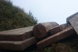 Một điểm tập kết gỗ của lâm tặc tại ngọn núi cách lán trại khoảng 1 km - Ảnh: Nam Anh