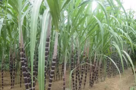 Mía đường Lam Sơn có thêm cổ đông lớn