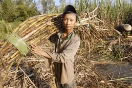 Người nông dân trồng mía đang thuộc nhóm nghèo khó nhất 