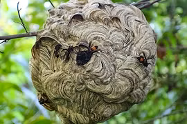 Tổ ong vò vẽ (ảnh xdvn)