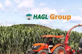 HAGL Agrico và HAGL đang tích cực tái cấu trúc nợ. (Ảnh: Internet)