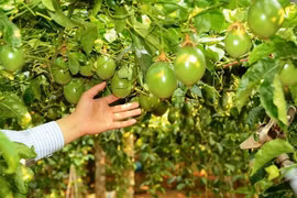 Nhiều cá nhân “đồng cam” cùng “bầu” Đức trồng cây ăn trái. (Ảnh: Internet)