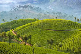 Nông trường chè Ấn Độ đẹp như tranh vẽ 