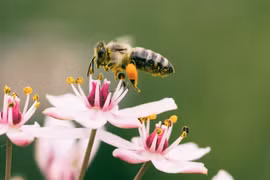 AI có thể học cách “nhìn” và nhận diện thông minh hơn nhờ chuyển động như loài ong. Ảnh: Aaron Burden/Unsplash