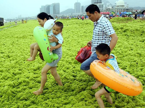 Trong ảnh là một bãi biển ở Trung Quốc, bị phủ kín bởi tảo xanh trong mùa hè năm nay. Tuy vậy, nơi đây vẫn thu hút nhiều du khách là dân địa phương đến tắm.