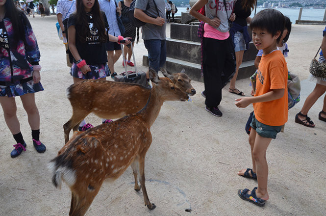 Một cậu bé mếu máo khi bị hai con hươu giật mất bịch bánh