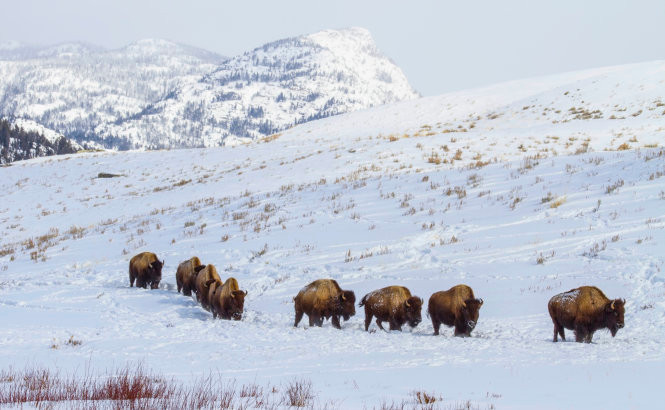 Bò rừng trong mùa đông ở công viên quốc gia Yellowstone - Ảnh: adventurewomen
