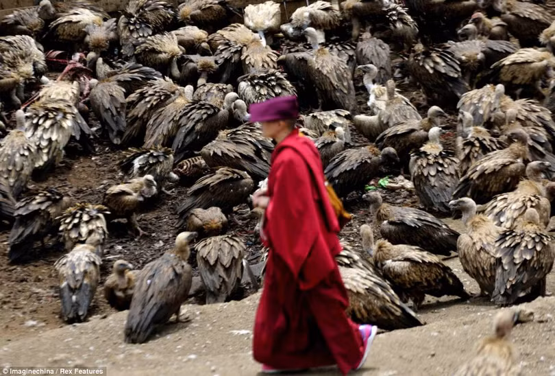 Người Tây Tạng không chôn cất xác chết mà mời chim kền kền đến ăn để linh hồn người thân được lên trời.