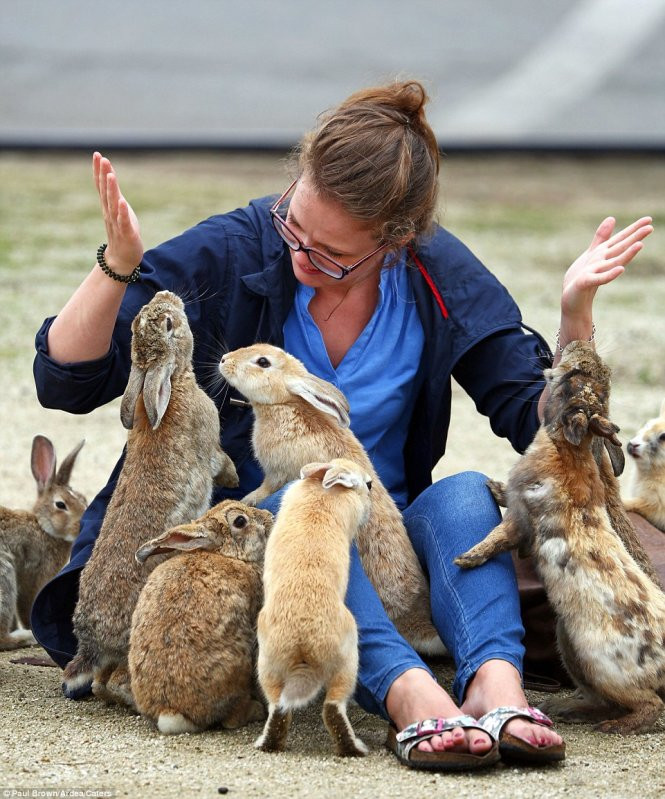 Một du khách nước ngoài nô đùa với các chú thỏ - Ảnh: Paul Brown/Daily Mail