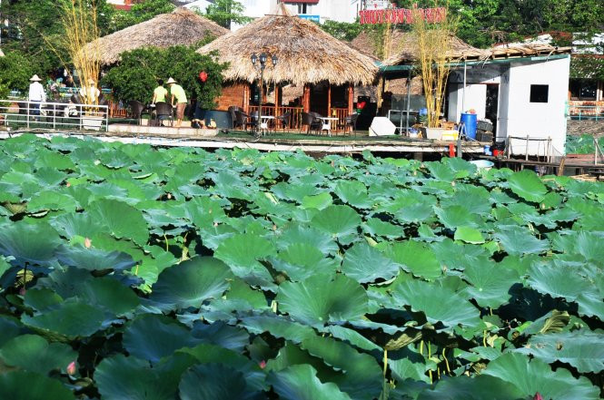 Đảo sen trước Trường song ngữ quốc tế Horizon được đầu tư khá bài bản để hút khách vừa ăn uống vừa chụp ảnh - Ảnh: QUANG THẾ Đảo sen trước Trường song ngữ quốc tế Horizon được đầu tư khá bài bản để hút khách vừa ăn uống vừa chụp ảnh - Ảnh: QUANG THẾ