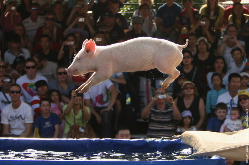 Một con lợn 5 tháng tuổi tên “Miss Piggy” từng lập kỷ lục Guinness tại một buổi trình diễn ở Australia khi thực hiện cú nhảy từ độ cao 3,31 mét xuống một hồ nước.