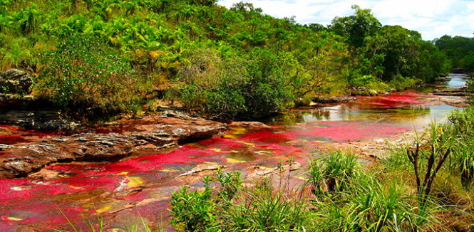 Dòng sông ngũ sắc Cano Cristales tại Colombia - một tạo tác của thiên nhiên - Ảnh: Purewow Dòng sông ngũ sắc Cano Cristales tại Colombia - một tạo tác của thiên nhiên - Ảnh: Purewow