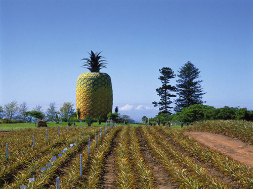 Dứa khổng lồ, Nam Phi Không có nơi nào ngắm nhìn toàn cảnh ngành công nghiệp dứa ở Eastern Cape tốt hơn đài quan sát 360 độ của quả dứa khổng lồ bằng sợi thủy tinh cao gần 17 m. Sau khi ra khỏi đây, du khách có thể xem một bộ phim về ngành nông nghiệp địa phương và mua mứt dứa về làm quà. Dứa khổng lồ, Nam Phi Không có nơi nào ngắm nhìn toàn cảnh ngành công nghiệp dứa ở Eastern Cape tốt hơn đài quan sát 360 độ của quả dứa khổng lồ bằng sợi thủy tinh cao gần 17 m. Sau khi ra khỏi đây, du khách có thể xem một bộ phim về ngành nông nghiệp địa phương và mua mứt dứa về làm quà.