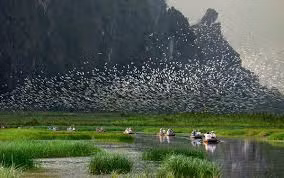 Chim chóc tụ tập trên khu bảo tồn Vân Long