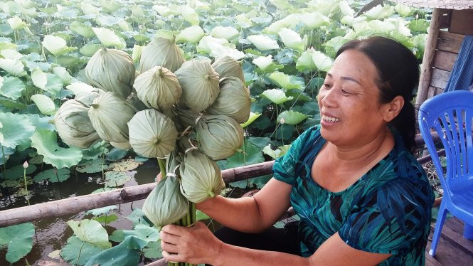 Bà Hợp quảng cáo bán bông sen đã được ướp trà bên trong với giá 25.000 đồng/bông - Ảnh: QUANG THẾ Bà Hợp quảng cáo bán bông sen đã được ướp trà bên trong với giá 25.000 đồng/bông - Ảnh: QUANG THẾ