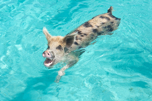 Theo Wikipedia, có khoảng 20 con lợn đang sinh sống tại quần đảo này.