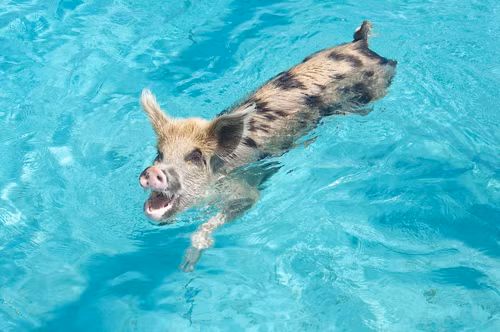 Theo Wikipedia, có khoảng 20 con lợn đang sinh sống tại quần đảo này. Theo Wikipedia, có khoảng 20 con lợn đang sinh sống tại quần đảo này.