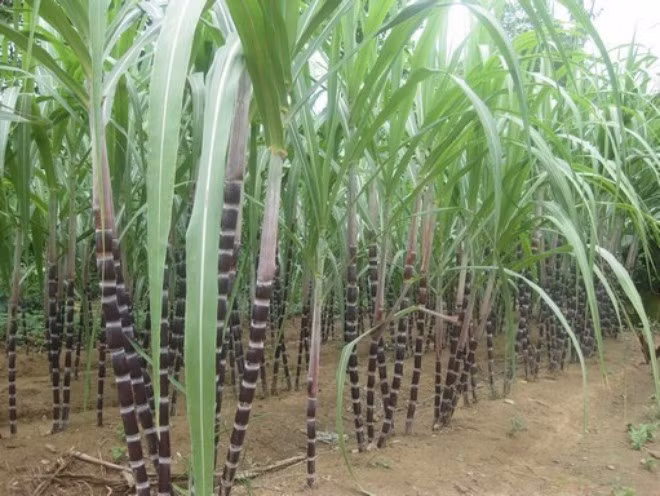 Mía đường Lam Sơn có thêm cổ đông lớn