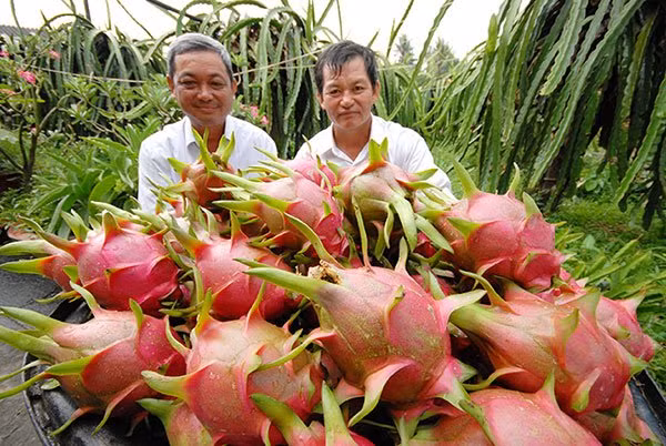 Thị trường xuất khẩu thanh long đóng băng do Trung Quốc phá giá đồng nhân dân tệ