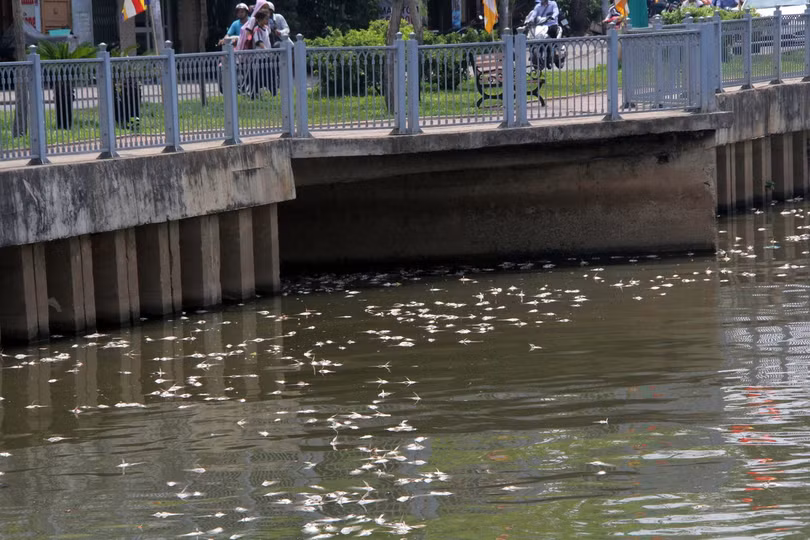 Một người dân nói ông thấy đau lòng khi nhìn cảnh cá nằm phơi bụng trắng mặt kênh- Ảnh: Q.Khải