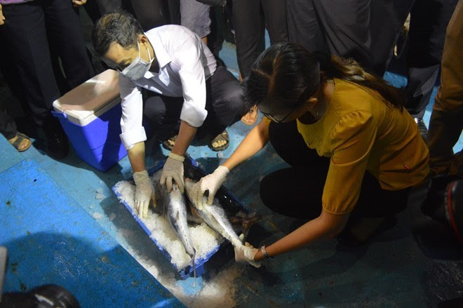 Hải sản xa bờ được cán bộ quản lý chất lượng thuỷ sản kiểm định bằng cảm quan trước rồi mới gửi mẫu đi phân tích. Ảnh: Văn Được.