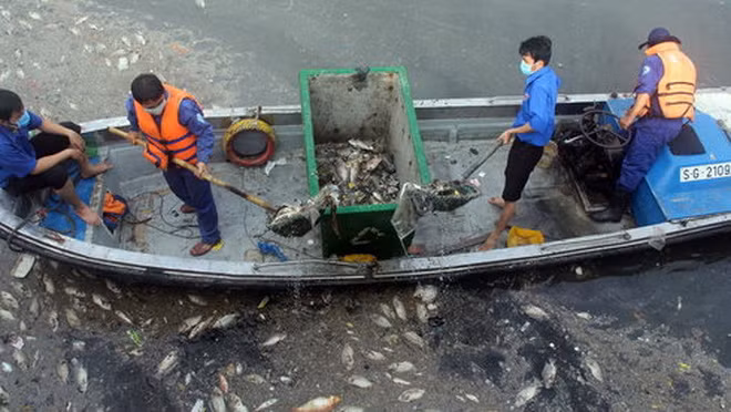 Các công nhân vớt xác cá nổi trên kênh Nhiêu Lộc - Thị Nghè đoạn gần cầu số 5 sáng 18-5 - Ảnh: Q.Khải
