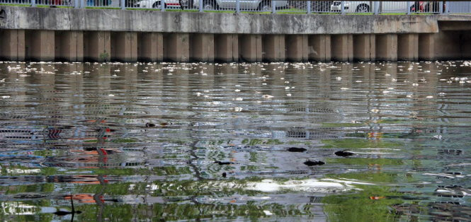 Cá chết nhiều công nhân vớt không xuể - Ảnh: Q.Khải