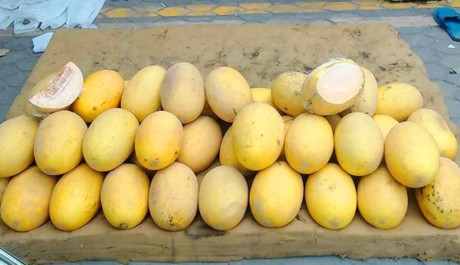 11.000 tấn dưa vàng Trung Quốc gắn mác hàng Việt ảnh 1 11.000 tấn dưa vàng Trung Quốc gắn mác hàng Việt ảnh 1