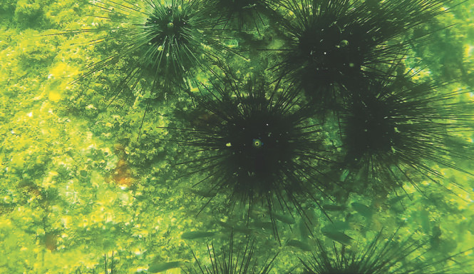 Điểm lặn thứ hai tại Bến Cá cho thấy một số cá bơi trên rạn san hô và nhiều con nhím biển sống - Ảnh từ clip của thợ lặn Phạm Văn Hoàn