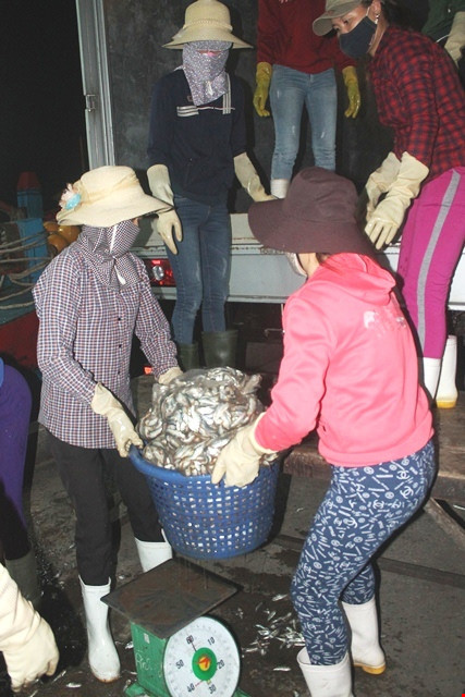 Vừa cập cảng, ngư dân Quảng Bình đã thu cả trăm triệu đồng ảnh 1