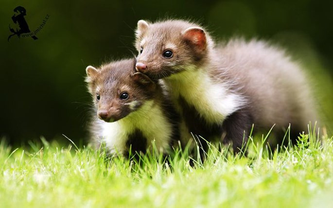 Một con chồn phá hỏng cỗ máy khoa học 7 tỉ USD ảnh 1 Một con chồn phá hỏng cỗ máy khoa học 7 tỉ USD ảnh 1