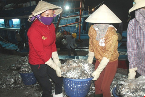 Vừa cập cảng, ngư dân Quảng Bình đã thu cả trăm triệu đồng ảnh 5